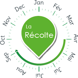 recolte basilic