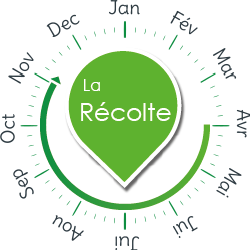 recolte ciboulette