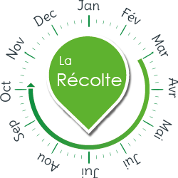 recolte menthe